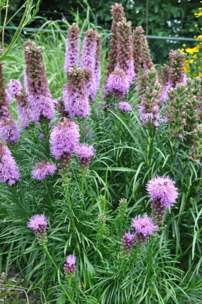 Liatris spicata 'Kobold' Liatris spicata 'Kobold'