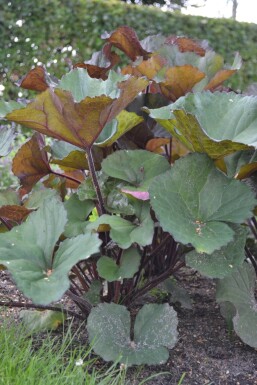 Ligularia dentata 'Othello'