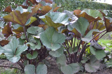 Ligularia dentata 'Othello'