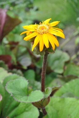 Ligularia dentata 'Othello'