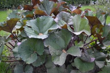 Ligularia dentata 'Othello'