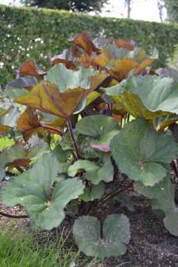 Ligularia dentata 'Othello'