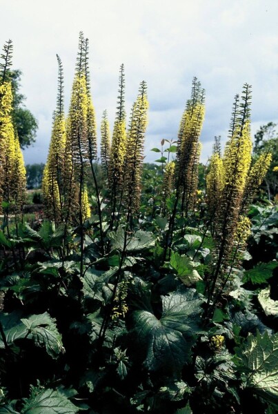 Ligularia przewalskii Ligularia przewalskii