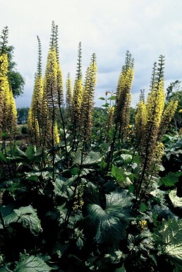 Ligularia przewalskii