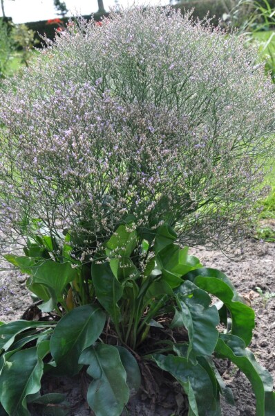 Limonium latifolium Limonium latifolium