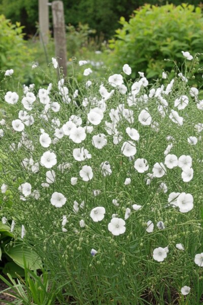 Linum perenne 'Diamant' Linum perenne 'Diamant'