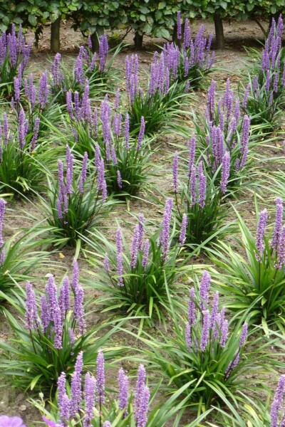 Liriope muscari 'Moneymaker'