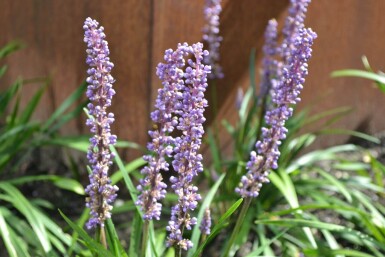 Liriope muscari 'Moneymaker'