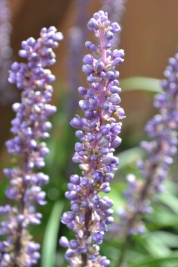 Liriope muscari 'Moneymaker'