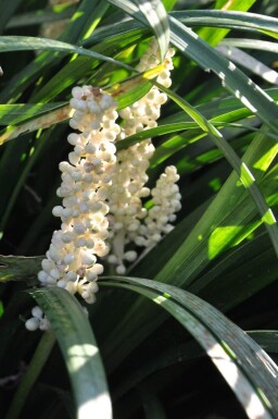 Liriope muscari 'Monroe White'