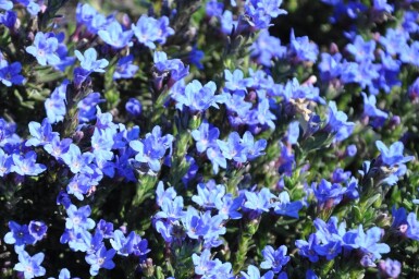 Lithodora diffusa 'Heavenly Blue'