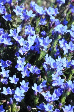 Lithodora diffusa 'Heavenly Blue'