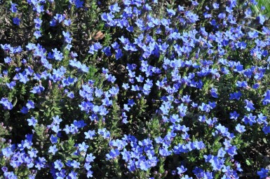 Lithodora diffusa 'Heavenly Blue'