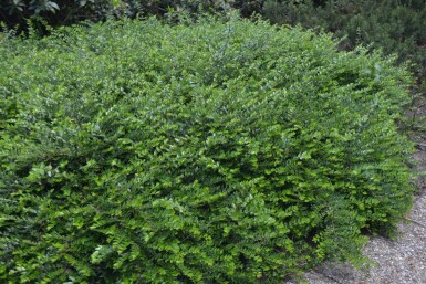 Lonicera nitida 'Maigrün'