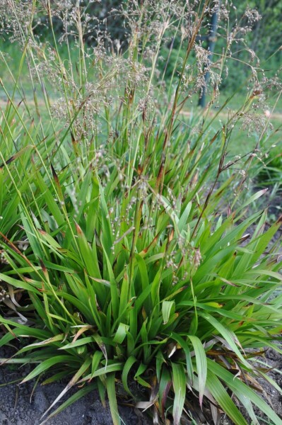 Luzula sylvatica Luzula sylvatica