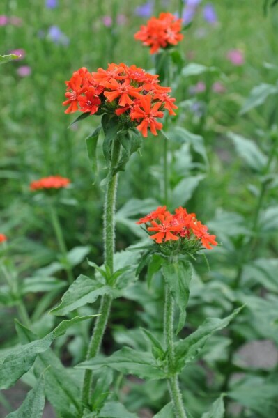 Lychnis chalcedonica Lychnis chalcedonica