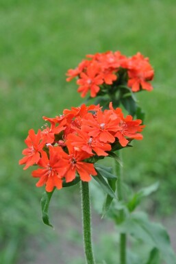 Lychnis chalcedonica