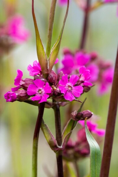 Lychnis viscaria 'Splendens' Lychnis viscaria 'Splendens'