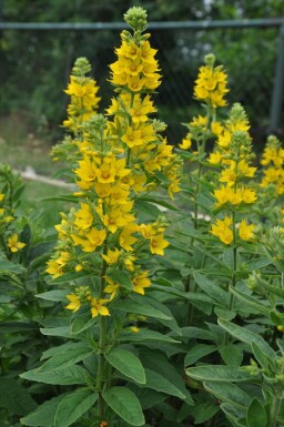 Lysimachia punctata