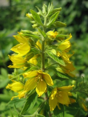 Lysimachia punctata