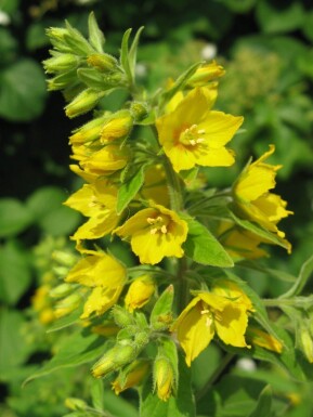 Lysimachia punctata