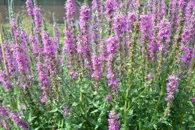 Lythrum salicaria