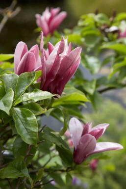 Magnolia 'Susan'