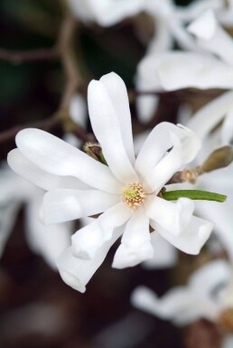 Magnolia stellata struik 125-150 cm