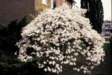 Magnolia stellata struik 125-150 cm