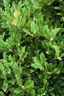 Magnolia stellata struik 125-150 cm