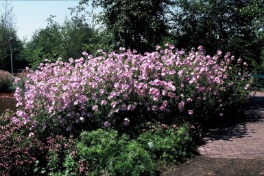 Malva alcea 'Fastigiata'