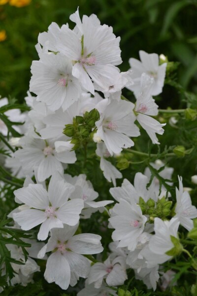 Malva moschata 'Alba' Malva moschata 'Alba'