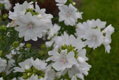 Malva moschata 'Alba'