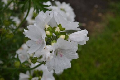 Malva moschata 'Alba'