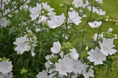 Malva moschata 'Alba'