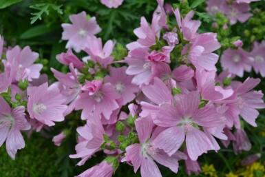 Malva moschata 'Rosea'