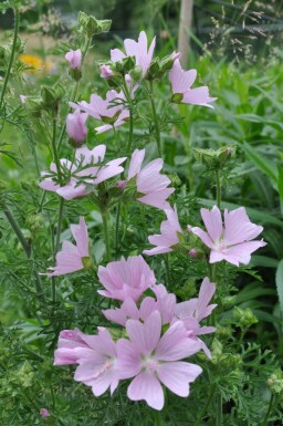 Malva moschata 'Rosea'