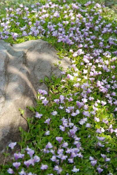 Mazus reptans