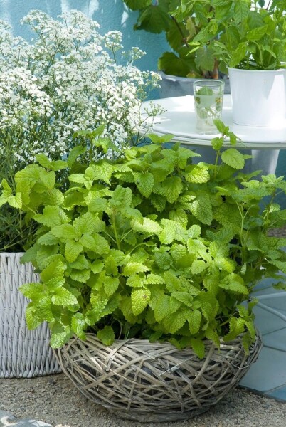 Melissa officinalis Melissa officinalis