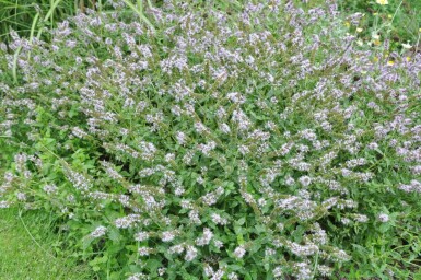 Mentha piperita