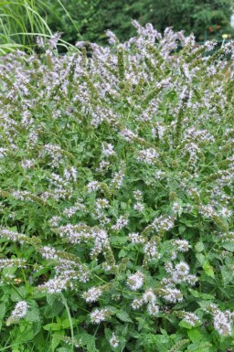 Mentha piperita