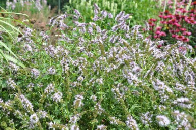 Mentha piperita