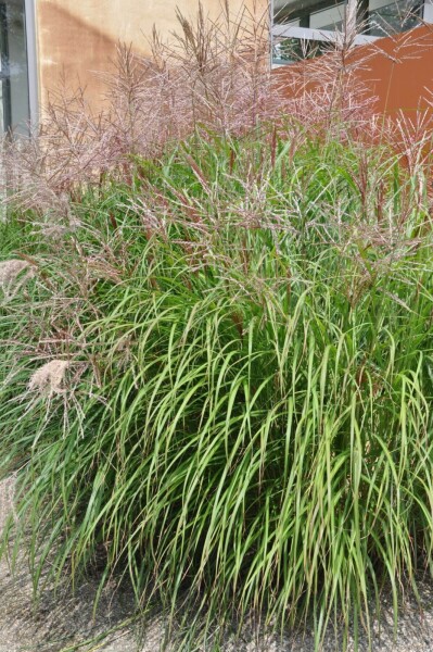 Miscanthus sinensis 'Kleine Silberspinne' Miscanthus sinensis 'Kleine Silberspinne'