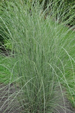 Miscanthus sinensis 'Morning Light'