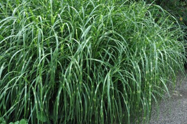 Miscanthus sinensis 'Strictus'