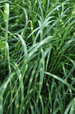 Miscanthus sinensis 'Strictus'