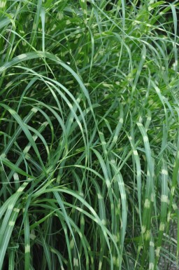 Miscanthus sinensis 'Strictus'