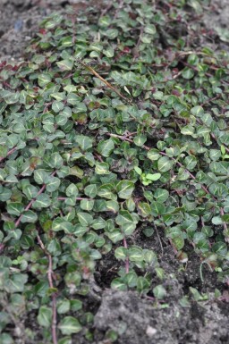 Mitchella repens