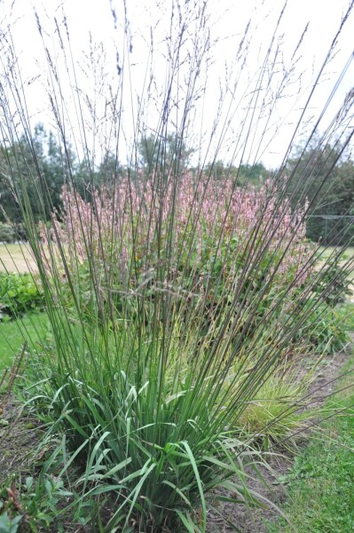 Molinia arundinacea 'Karl Foerster' Molinia arundinacea 'Karl Foerster'
