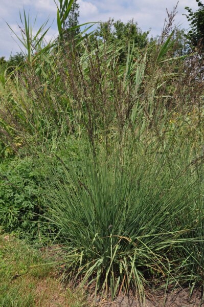 Molinia caerulea 'Edith Dudszus' Molinia caerulea 'Edith Dudszus'